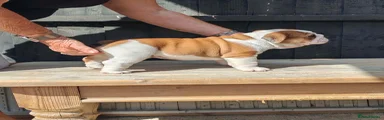 English Bulldog 2