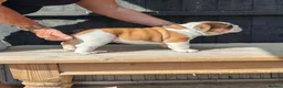 English Bulldog dogs for sale: Quality English bulldog puppies in Skegness - Advert 4