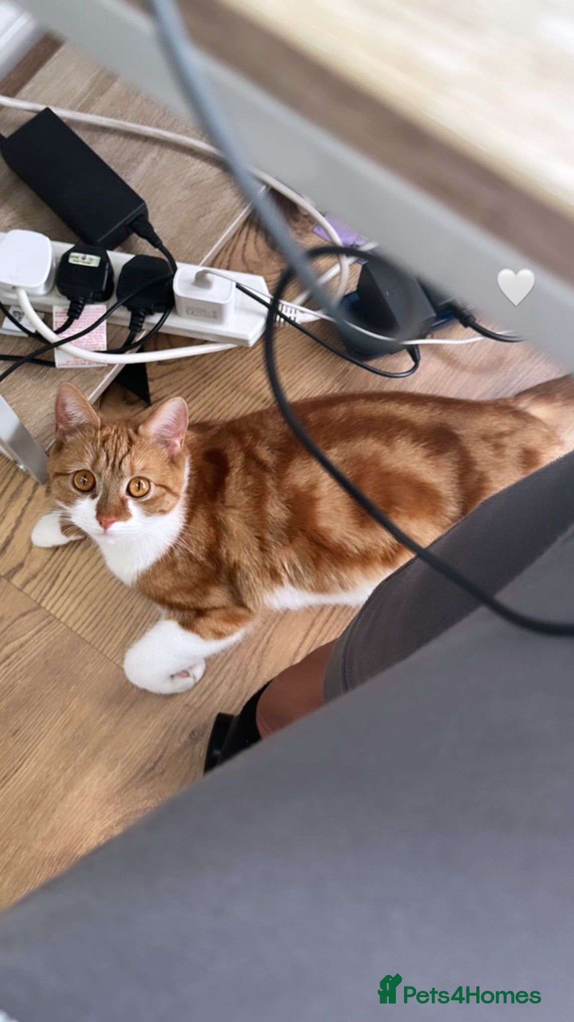 Domestic Shorthair cats 6 Adorable KittensReady for Their Forever Homes 🐾 - Advert 1