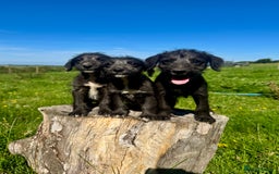 Mixed Breed dogs for sale: Stunning Bedlington x whippet puppies  - Image 1