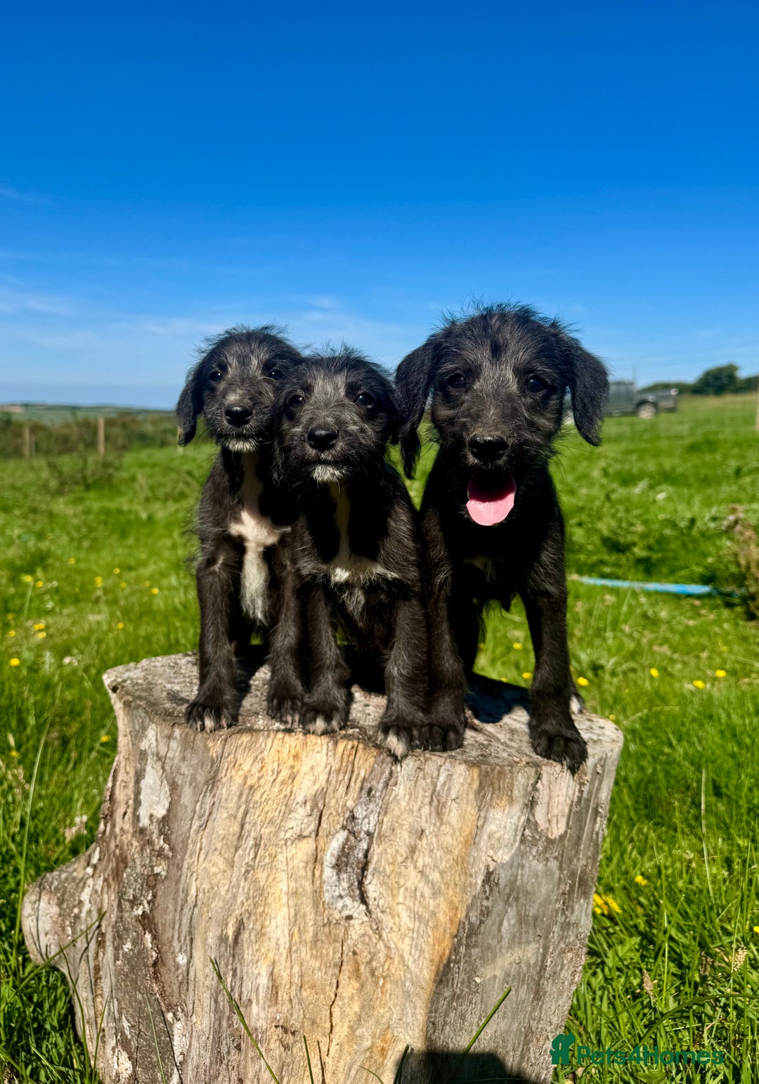 Mixed Breed dogs for sale: Stunning Bedlington x whippet puppies  - Image 1