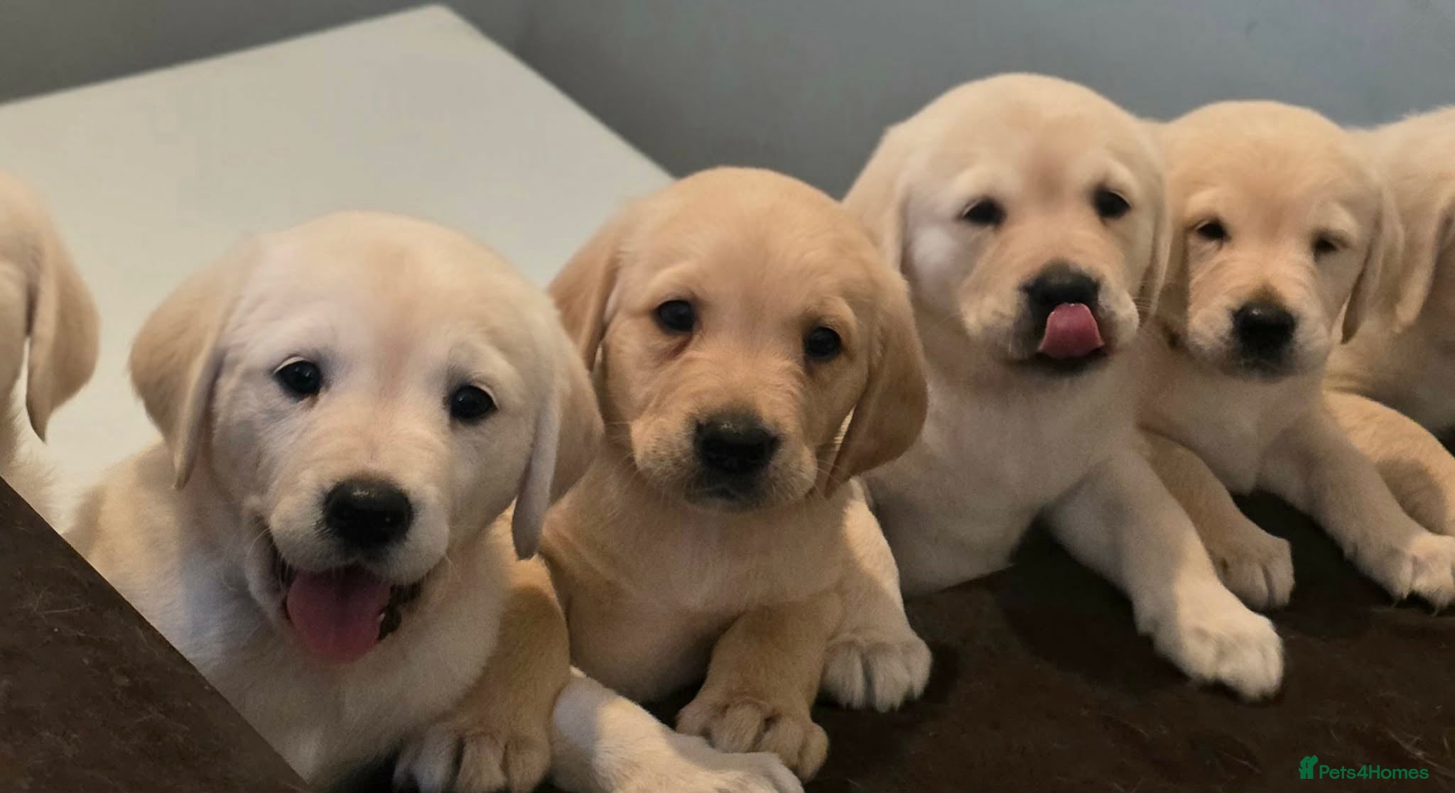 Goldador dogs for sale: Adorable Goldadors waiting for new homes !! - Advert 1