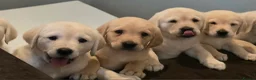 Goldador dogs for sale: Adorable Goldadors waiting for new homes !! - Advert 1