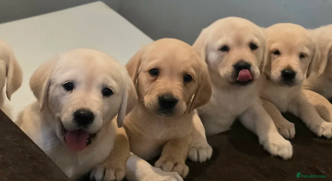 Goldador dogs for sale: Adorable Goldadors waiting for new homes !! - Advert 1