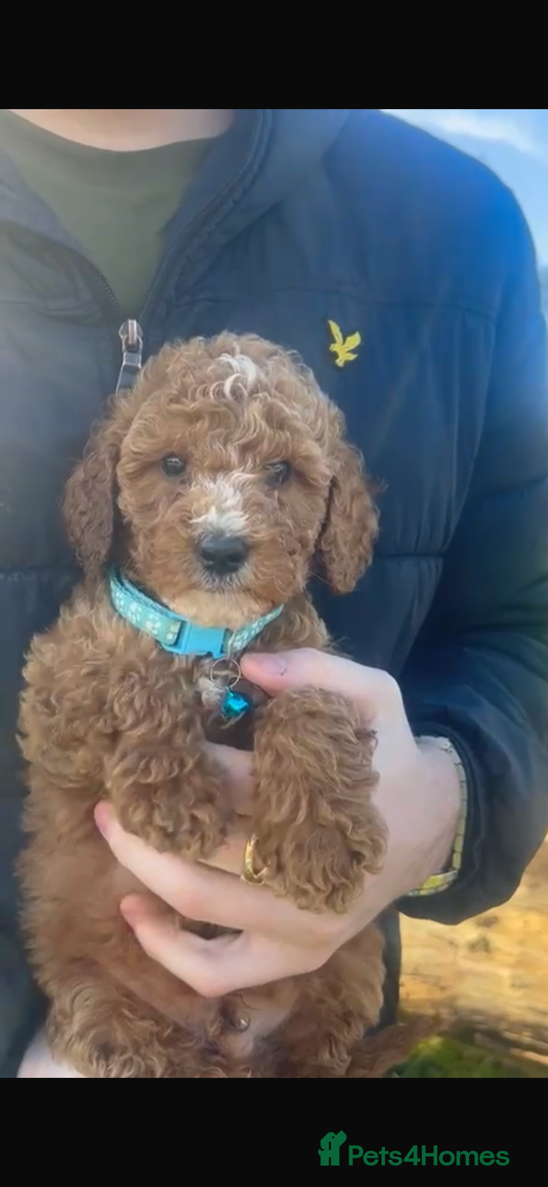 Cockapoo dogs Ready now cockapoos - Advert 11