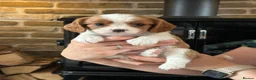 Cavalier King Charles Spaniel dogs for sale: Fully Health Tested Blenheim CKCS Puppies - Advert 31