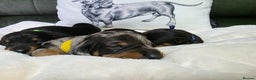 Dachshund dogs for sale: 4 Kc registred standard dachshund puppies  - Advert 5