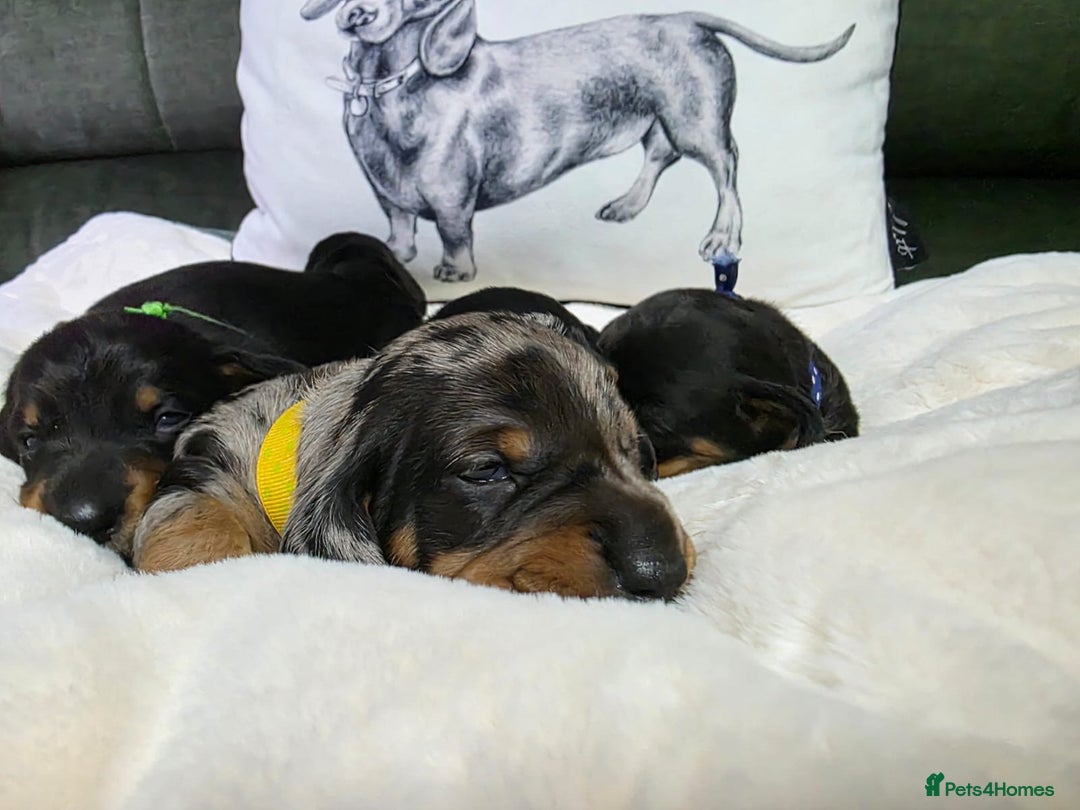 Dachshund dogs for sale: 4 Kc registred standard dachshund puppies  - Advert 5