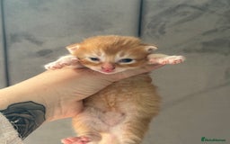 Mixed Breed cats for sale: Beautiful Kittens READY NOW - Image 17