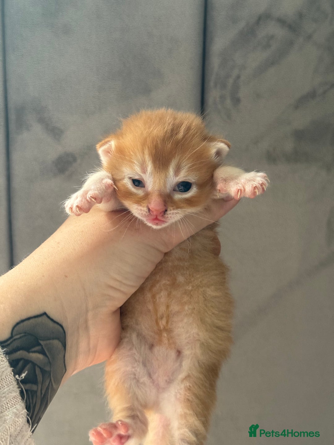 Mixed Breed cats for sale: Beautiful Kittens READY NOW - Image 17