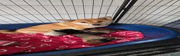 Japanese Shiba Inu dogs for sale: Japan Shiba Inu in Doncaster - Advert 1