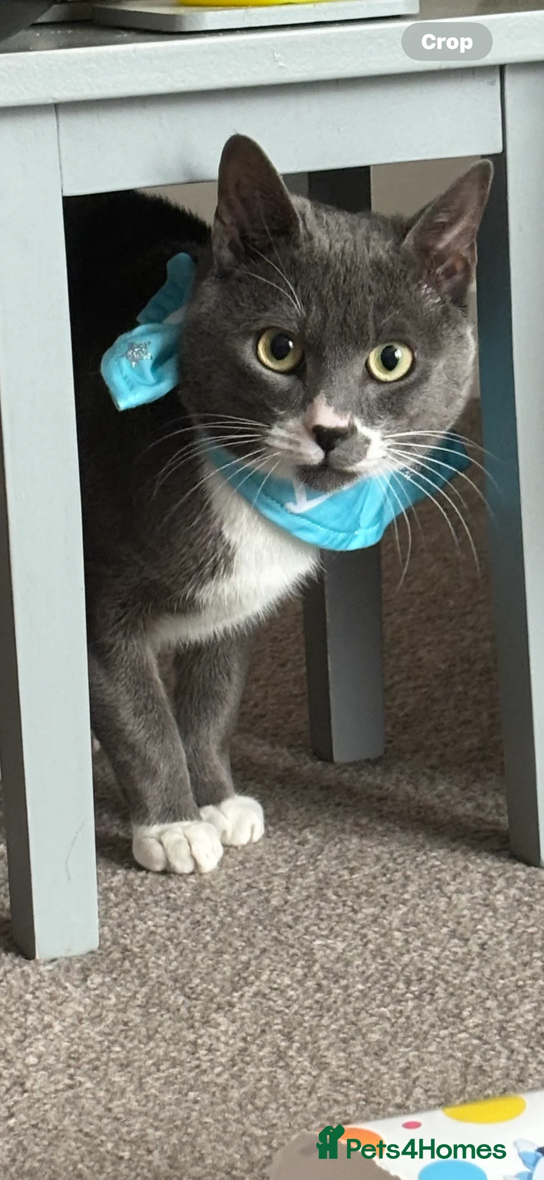 Mixed Breed cats for sale: Russian Blue cross for sale  - Advert 2