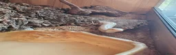 Corn Snake reptiles for sale: Breeding pair corn snakes & enclosure/incubator  in Saltcoats - Advert 7