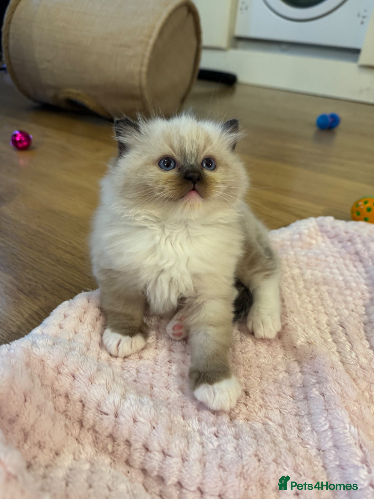 Ragdoll cats One boy available  - Advert 1