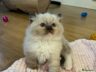 Ragdoll cats One boy available - Advert 1
