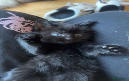 RagaMuffin cats for sale: Ragamuffin kittens  - Image 23