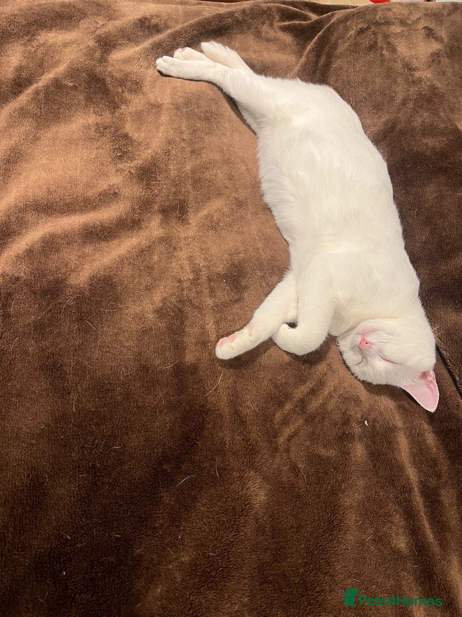 Khao Manee cats White softest/ cutest/luckyest Cat ever seen - Advert 2