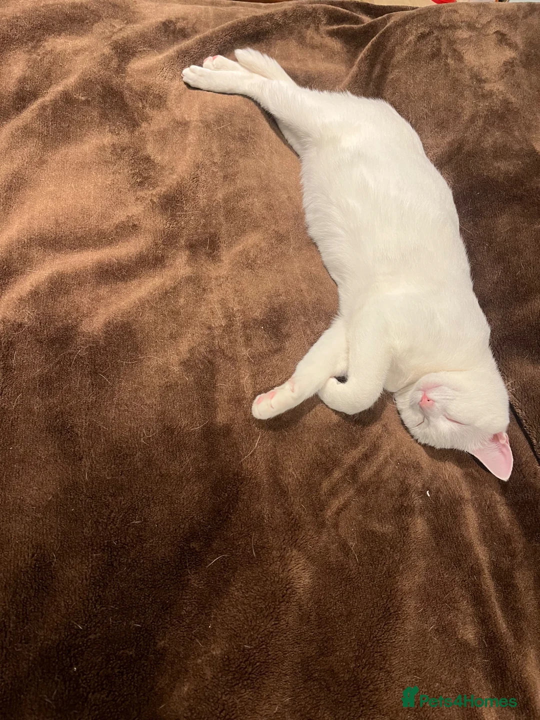Khao Manee cats for sale: White softest/ cutest/luckyest Cat ever seen - Advert 1
