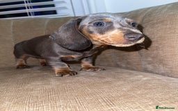 Miniature Dachshund dogs for sale: Beautiful Mini Dachshunds looking for their homes! - Image 4