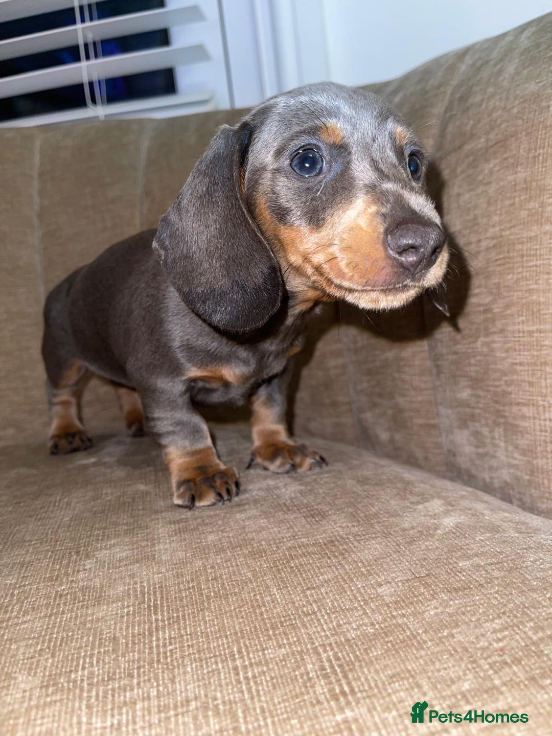 Miniature Dachshund dogs for sale: Beautiful Mini Dachshunds looking for their homes! - Image 4