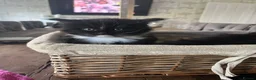 Mixed Breed cats for sale: Tuxedo Kittens ready to leave this weekend  - Advert 4