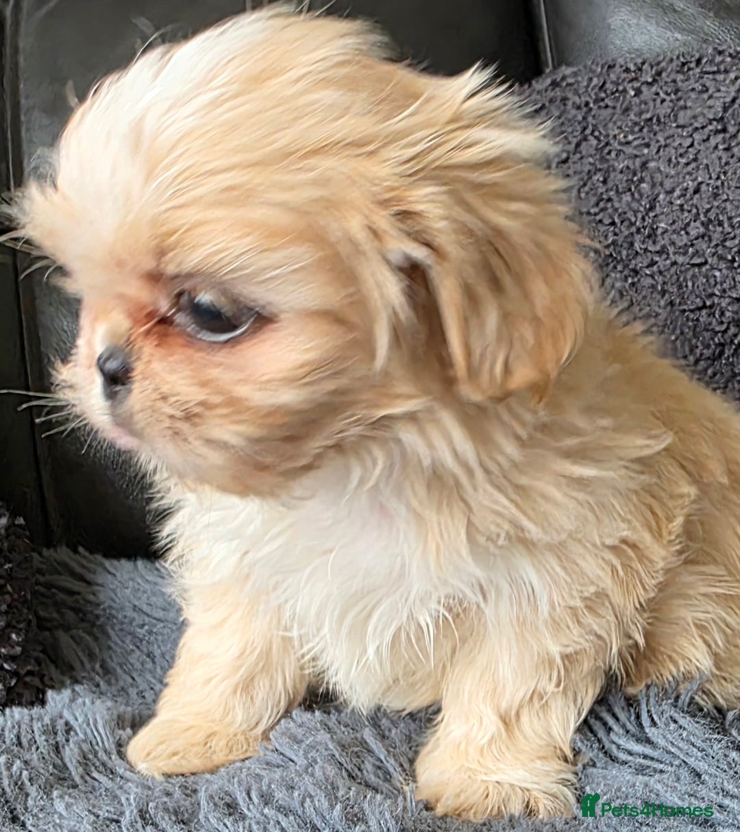 Shih Tzu dogs for sale: Ready now small/tiny Rare Brindle Imp Shih Tzu - Image 9