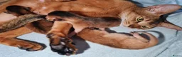 Abyssinian cats for sale: Abyssinian kitten - Advert 12