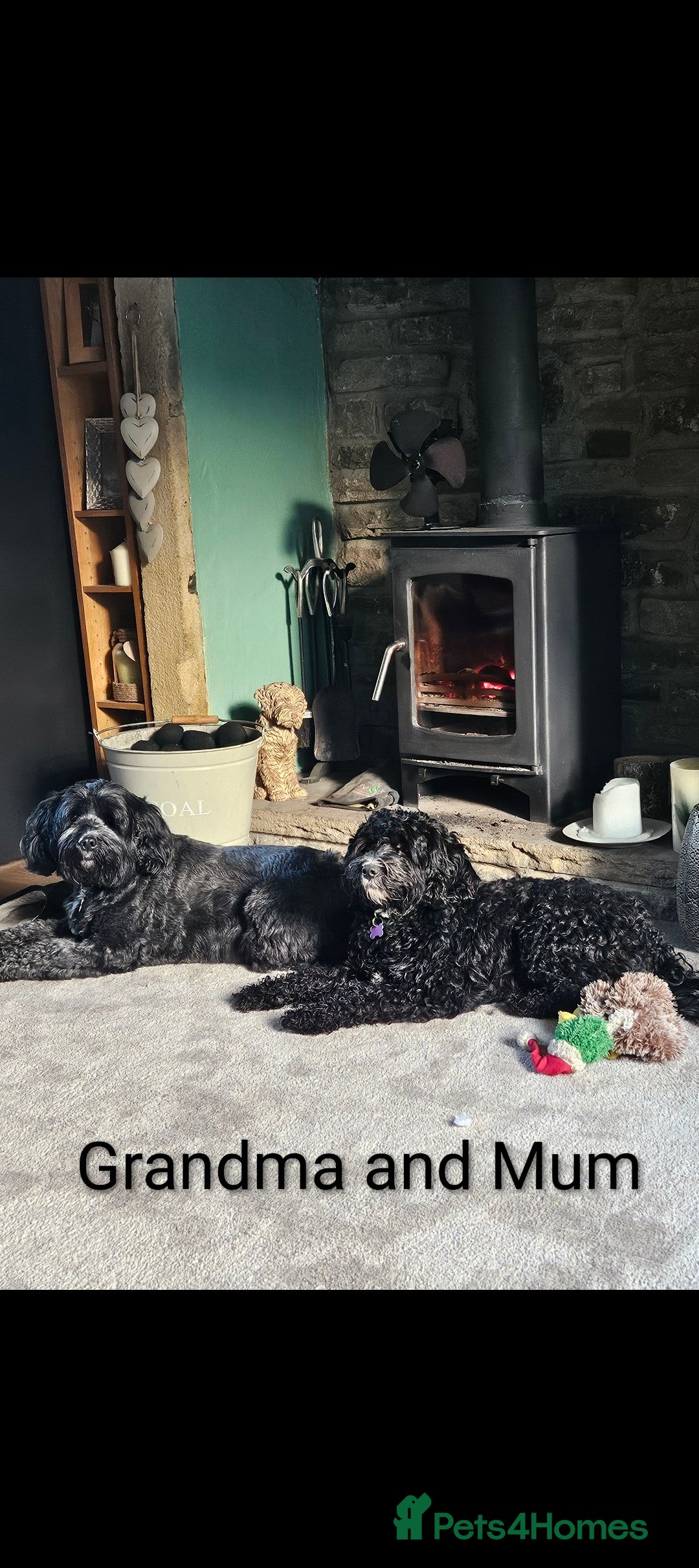 Mixed Breed dogs for sale: F1B Ttoodle Puppies  - Advert 13