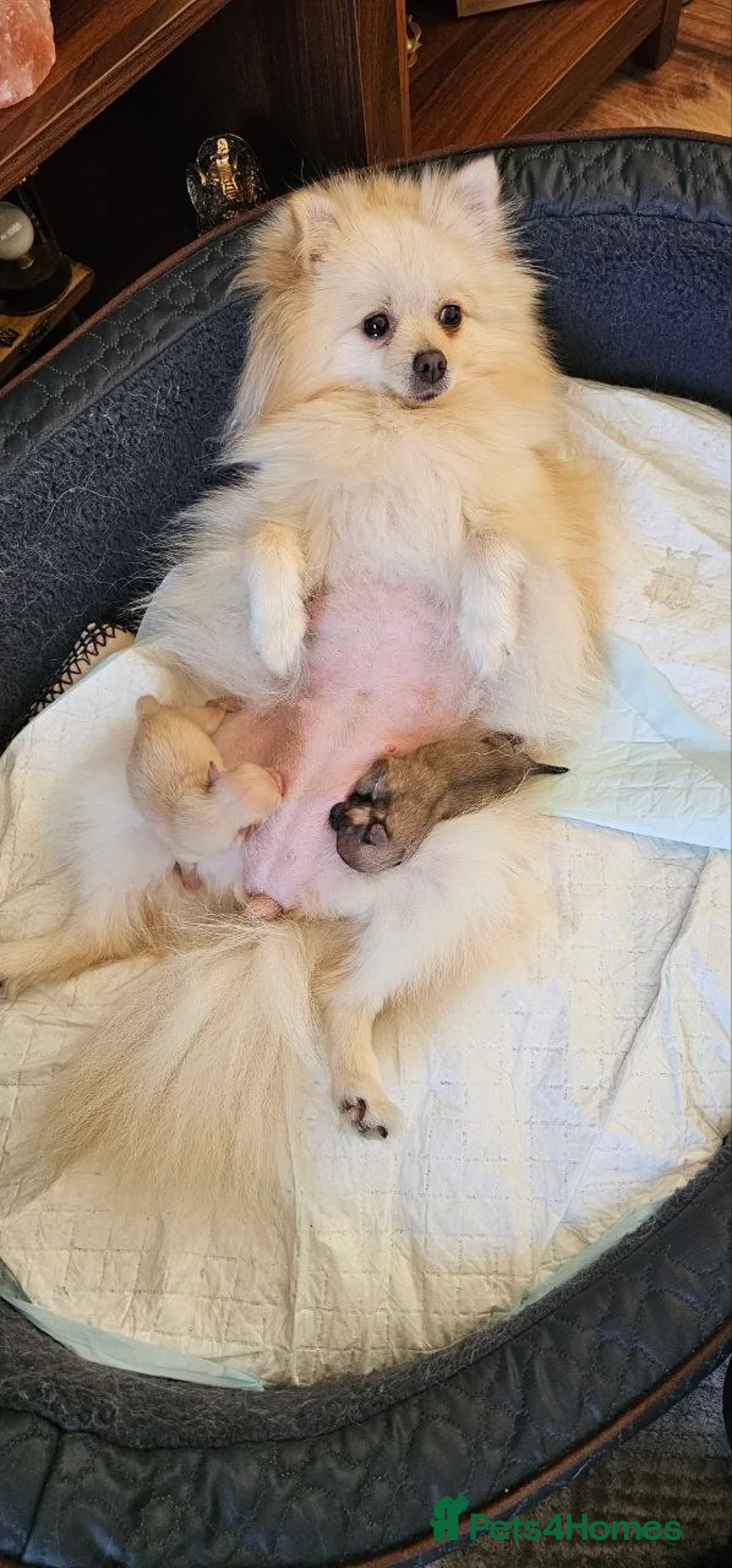 Pomeranian dogs for sale: Girl Pomeranian puppy - Advert 2