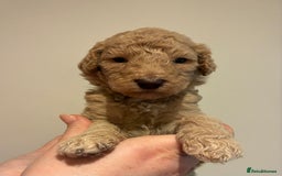 Standard Poodle dogs for sale: Beautiful KC Registered Standard Poodle Puppies - Image 15