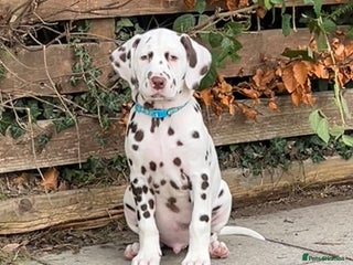 Dalmatian dogs This is an all liver litter of Dalmatian puppies - Advert 2