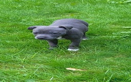 Staffordshire Bull Terrier dogs for sale: Staffordshire bull terrier  - Image 6