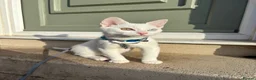 Turkish Angora cats for sale: Beautiful White Cat, Bowie.  in Glasgow - Advert 7