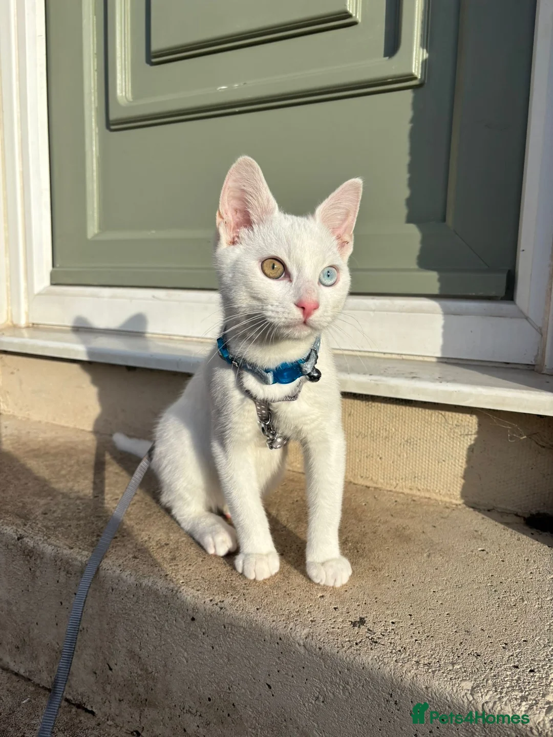 Turkish Angora cats for sale: Beautiful White Cat, Bowie.  in Glasgow - Advert 7