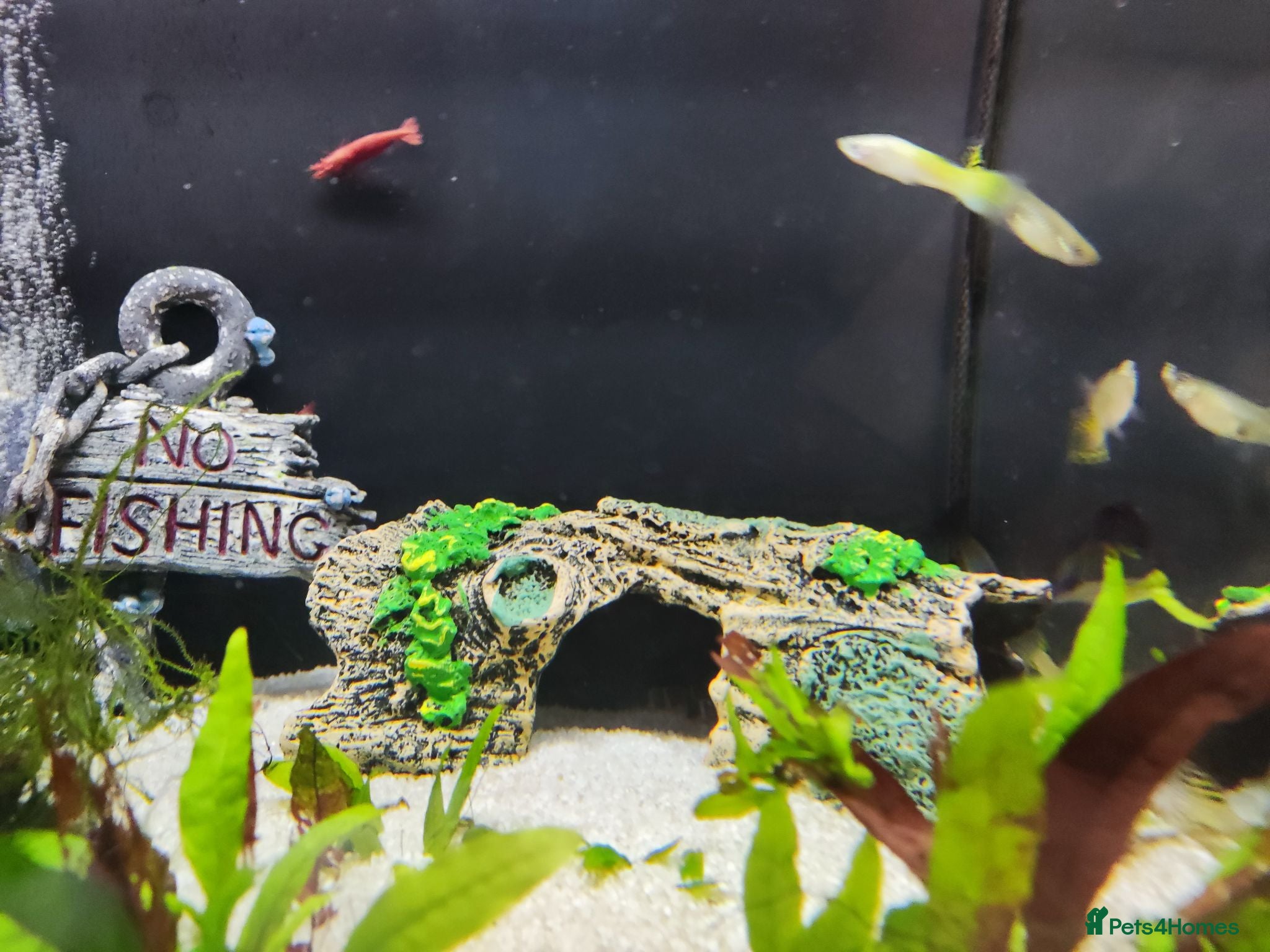 Other/Mixed Breed fish Guppy fish for sale Dunstable Houghton Regis  - Advert 1