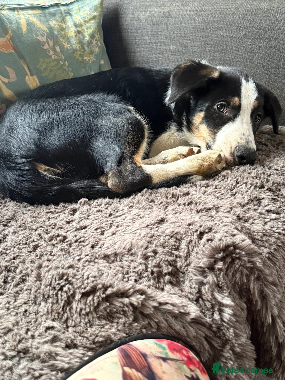 Border Collie dogs for sale: Beautiful boy called Marley  - Advert 4