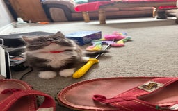 Maine Coon cats for sale: Mixed mainecoons kittens  - Image 11