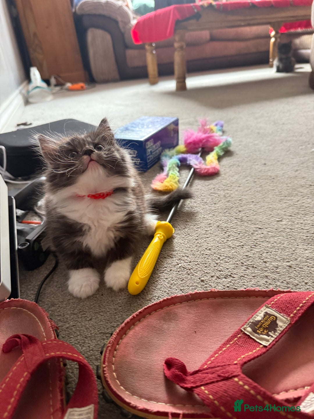 Maine Coon cats for sale: Mixed mainecoons kittens  - Image 11