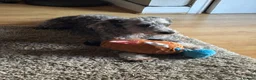 Mixed Breed dogs for sale: Teddy - Advert 1