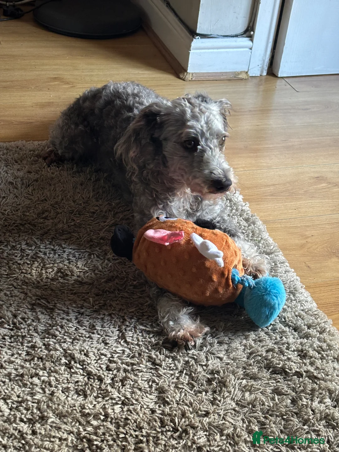 Mixed Breed dogs for sale: Teddy - Advert 1
