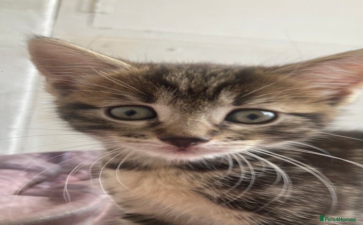 European cats - Advert 2