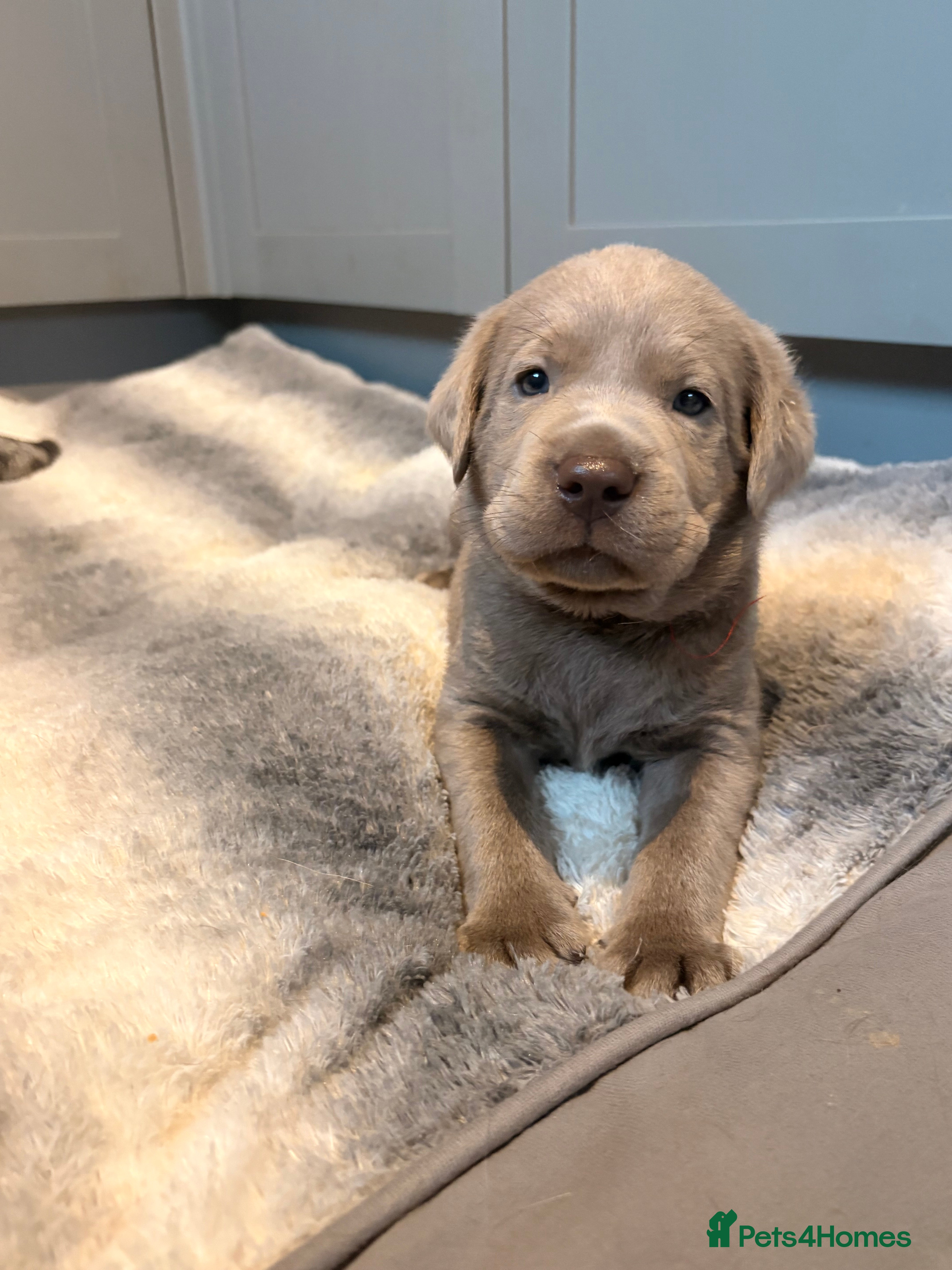 Labrador Retriever dogs KC registered Silver Labrador puppies for sale - Advert 2