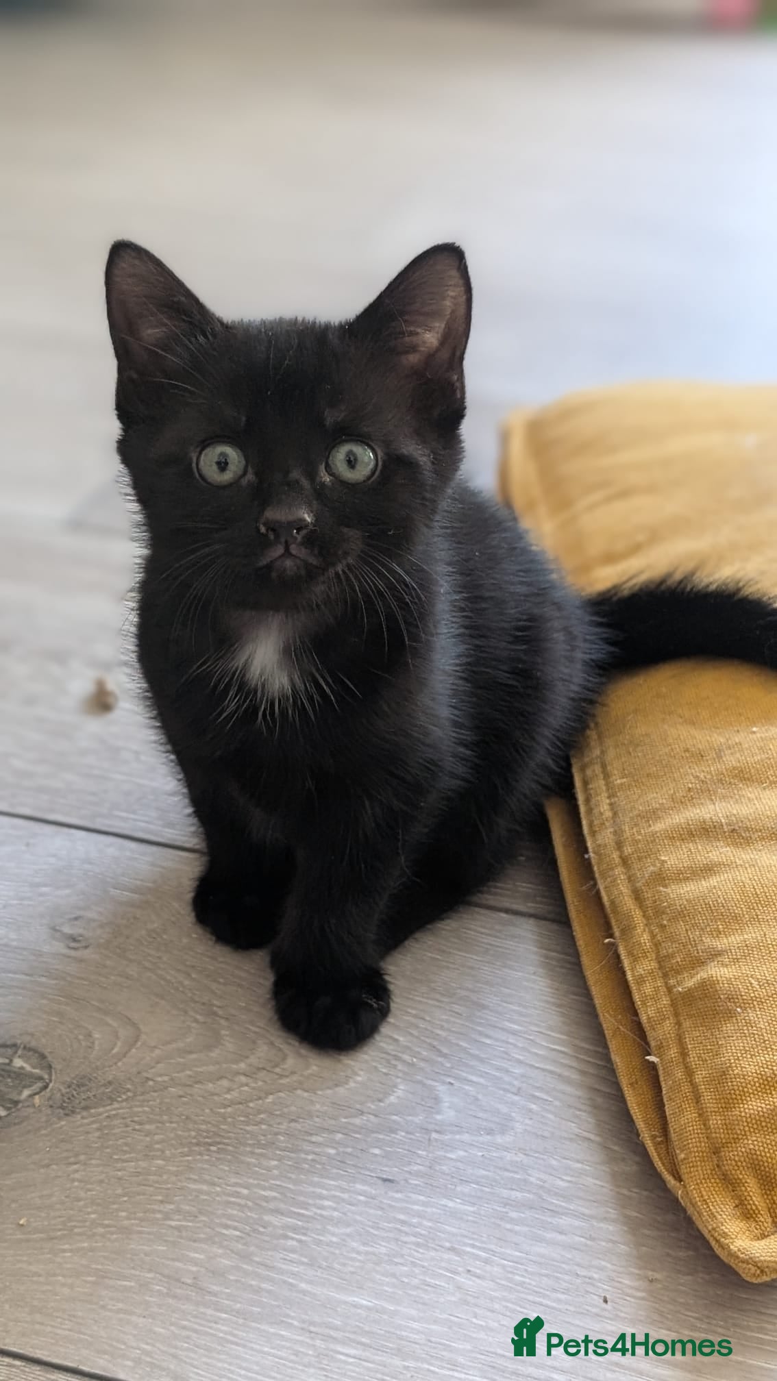 Mixed Breed cats 1 x black boy kitten - Advert 7