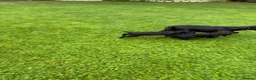 Sprocker dogs for sale: Two Black Sprockers - Advert 8
