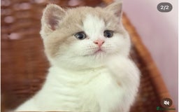 British Shorthair cats for sale: Fawn and white beautiful boy Tica ready Sep - Image 1