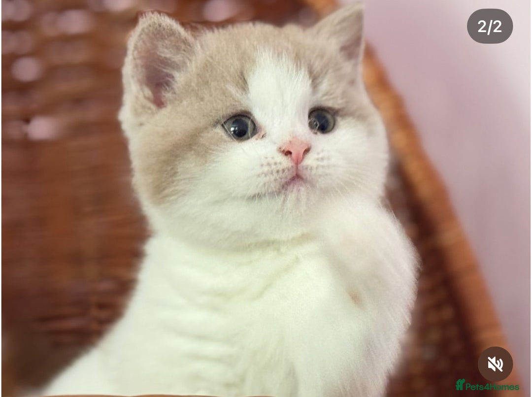 British Shorthair cats for sale: Fawn and white beautiful boy Tica ready Sep - Image 1