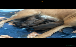Belgian Shepherd Dog dogs for sale: Working line malinois - Image 13