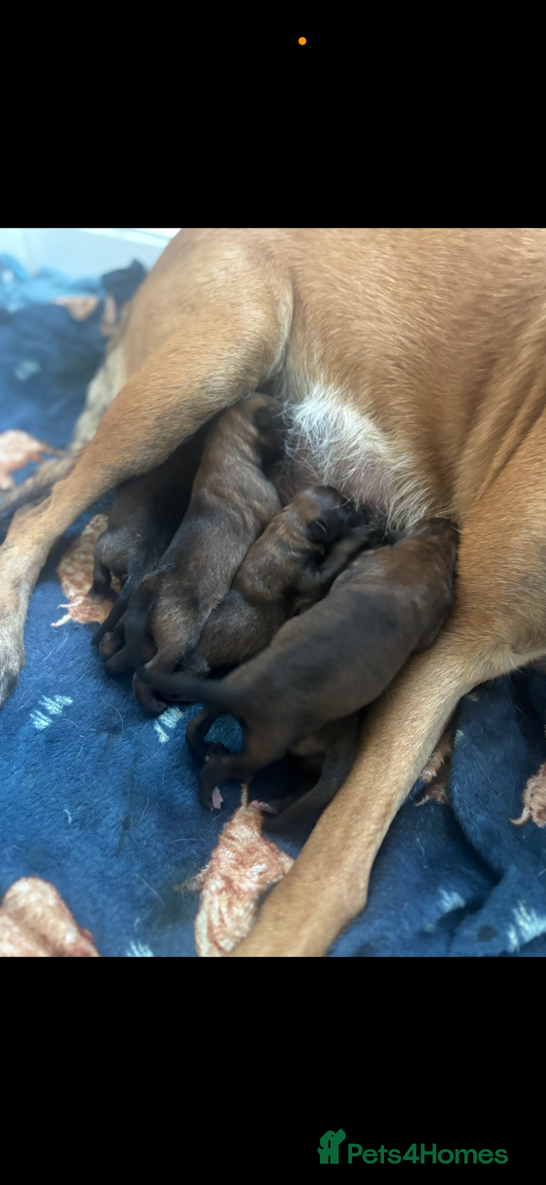 Belgian Shepherd Dog dogs for sale: Working line malinois - Image 13
