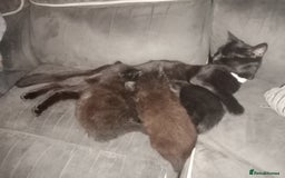 Mixed Breed cats for sale: 4 brown fully tabby kittens  - Image 12