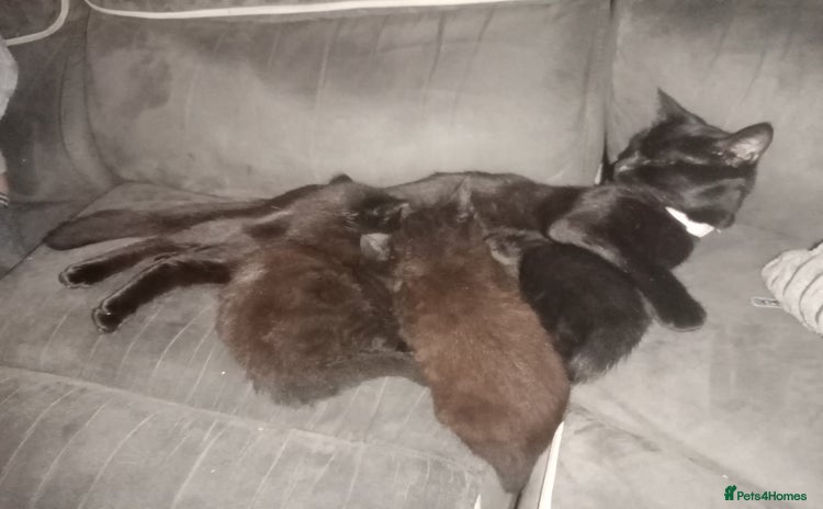 Mixed Breed cats - Advert 1